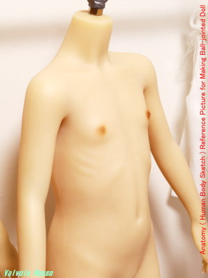 AXB Doll 136cm Body バストは「わずかな膨らみかけ＝微ちっぱい？」です。あばら骨の造形がマニア心をくすぐります。 Anatomy ( Human Body Sketch ) Reference Picture for Making Ball-jointed Doll